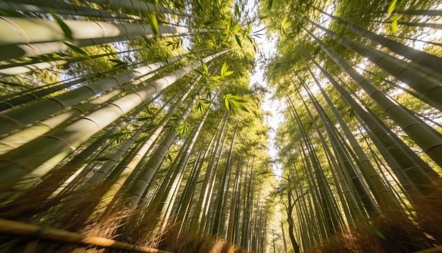Sunlit bamboo grove corridor rising through dense canopy creating tranquil green tunnel
