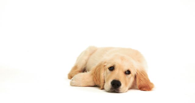 A golden retriever lies down against a white background, with copy space. Its calm demeanor and soft gaze convey a sense of tranquility and companionship.
