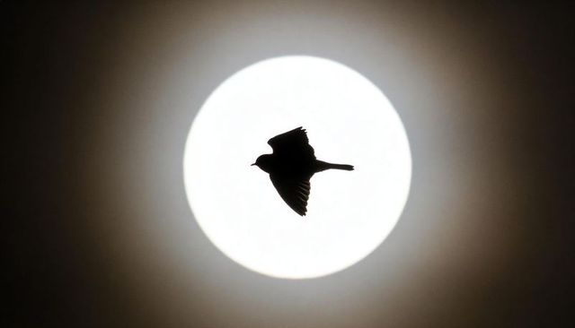 Small bird silhouette flying across full moon halo night sky