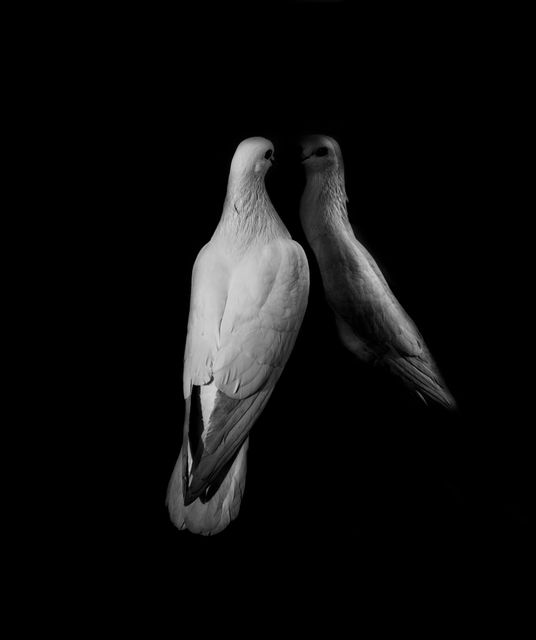 Two White Doves Reflecting on Black Background - Download Free Stock Photos Pikwizard.com