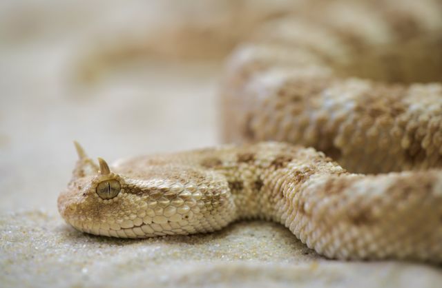 This image captures a detailed close-up of a desert horned viper resting on sand, highlighting its scales and distinctive horns. Perfect for educational materials, wildlife presentations, and content focusing on reptile conservation and desert animals. Suitable for nature documentaries, herpetological studies, and animal behavior observation resources.