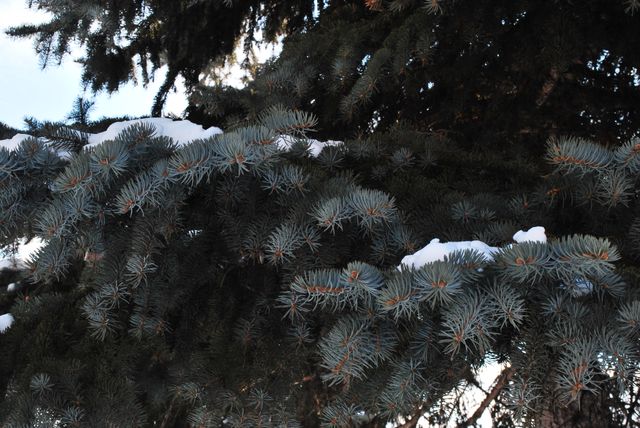 Close-up of snow covered evergreen pine tree branches. Perfect for use in winter or holiday-themed designs, nature and outdoors blogs, scenic postcards, and seasonal decorations. The intricate details of the pine needles against the snowy backdrop evoke a sense of calm and natural beauty.