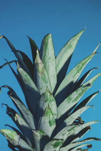 Macro capture of pineapple leaves against a vibrant blue backdrop. Perfect for use in food blogs, tropical-themed designs, health and wellness content, and natural product advertisements.