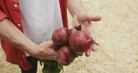 Senior Hands Holding Fresh Harvested Beetroots in Garden