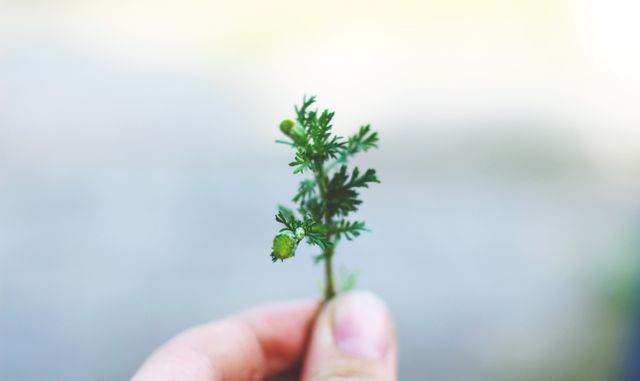 Close-up of a hand holding a small green herb plant, showcasing its delicate foliage. Suitable for articles, blogs, or materials on botany, gardening, health, nature, or environmental topics.