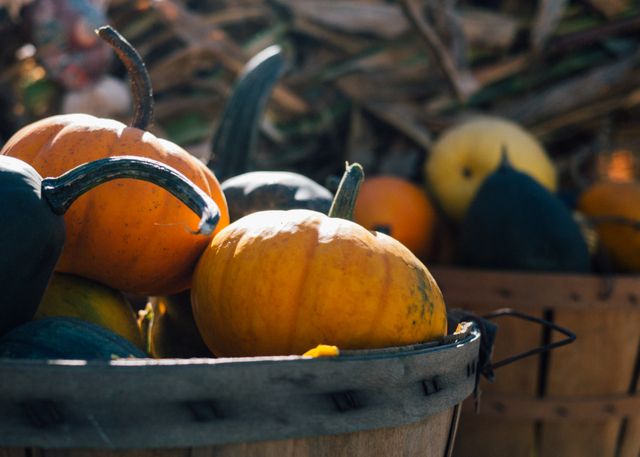 Bright orange pumpkins and various gourds sitting in a wooden basket, against a background of harvested crops and fall decorations at an outdoor market. This image can be used for autumn promotions, seasonal decorations, agricultural fairs, or Thanksgiving-themed events.