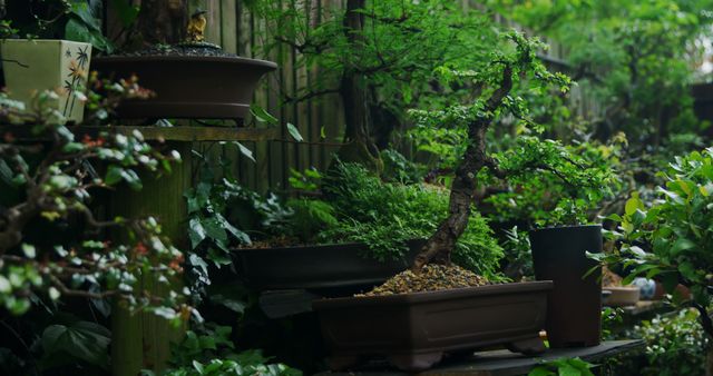 Serene Japanese Garden With Beautiful Bonsai Trees - Download Free Stock Images Pikwizard.com