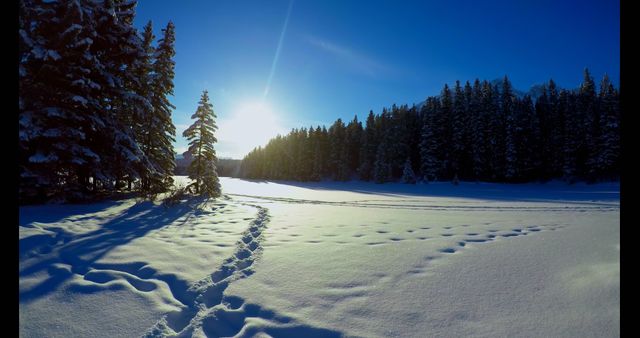 A serene winter landscape bathed in sunlight. Fresh snow blankets the ground, with footprints creating a path through the tranquil forest.