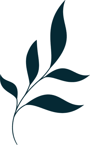 Minimalist Dark Teal Leafy Branch on Transparent Background - Download Free Stock Videos Pikwizard.com