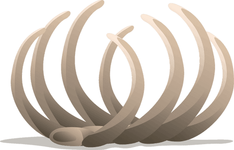3d abstract curved beige petals on transparent background