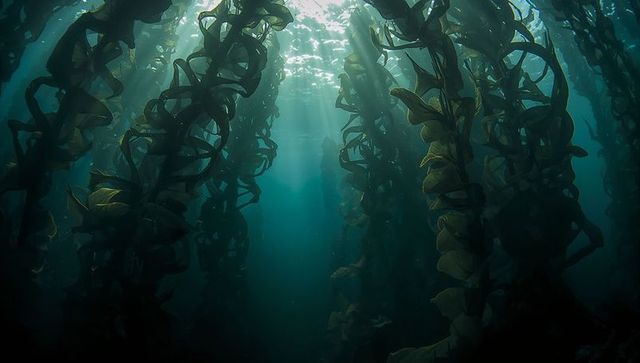 Sunlight filtering through giant kelp forest reaching toward surface, deep ocean