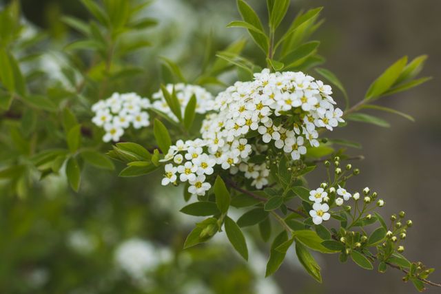 White spiraea blossoms among green leaves. Ideal for springtime gardening themes, natural beauty, horticulture guides, or floral design projects.