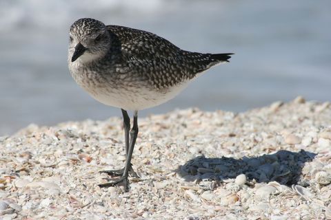 Lone Seaside Baird's Sandpiper Stands on Shell Beach