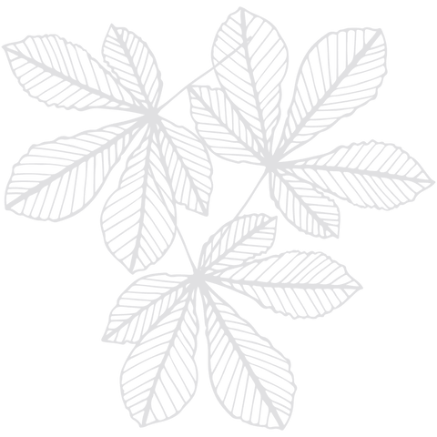 Transparent White Leaves Design on Transparent Background - Download Free Stock Videos Pikwizard.com