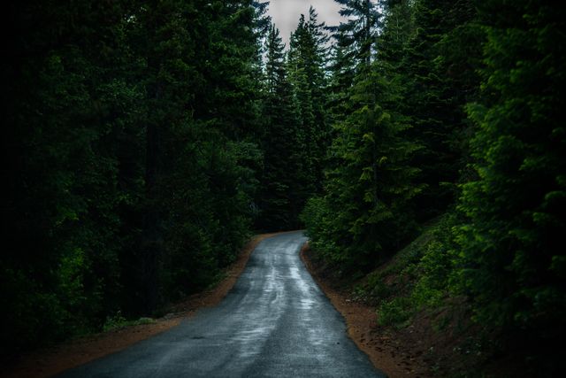 Peaceful Forest Road Surrounded by Tall Evergreen Trees - Download Free Stock Photos Pikwizard.com