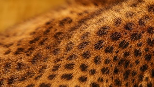 Close-up of spotted big cat fur texture in wildlife detail