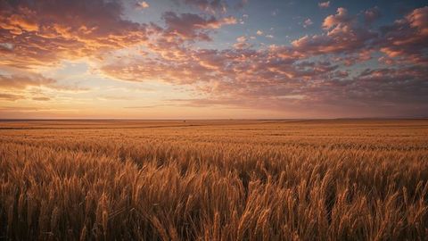 Golden Wheat Field Rippling Under Vibrant Pink Sunset Sky