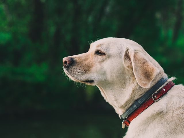 Golden Labrador Retriever looking into the distance with a lush green natural background. Ideal for use in pet care advertisements, veterinary services, outdoor adventures, nature publications, and pet product promotions.