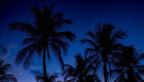 Twilight palm silhouette crowns against deep blue gradient sky, tropical dusk atmosphere
