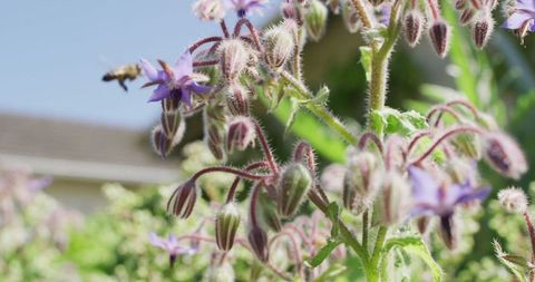Bee Pollinating Purple Borage Flowers in Bright Sunlight - Download Free Stock Images Pikwizard.com