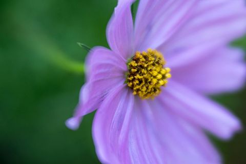Soft Pink Cosmos Close-up Showing Golden Yellow Disc and Blurred Green Bokeh Background