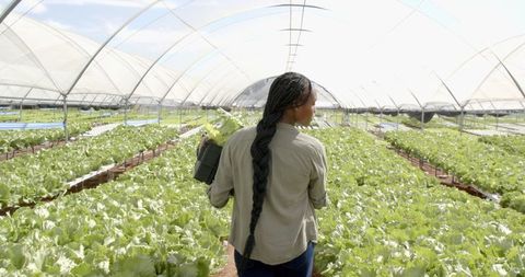 African American Woman Supplying Hydroponic Farm with Produce