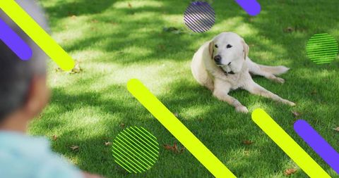 Labrador lying on sunlit lawn while man observing with neon graphic overlays