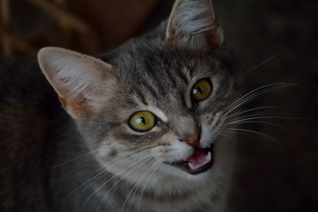 Close-up captures tabby cat with striking green eyes looking at camera, mouth slightly open. Perfect for use in pet-related content, blogs discussing cat behavior, or promotional materials for pet products.