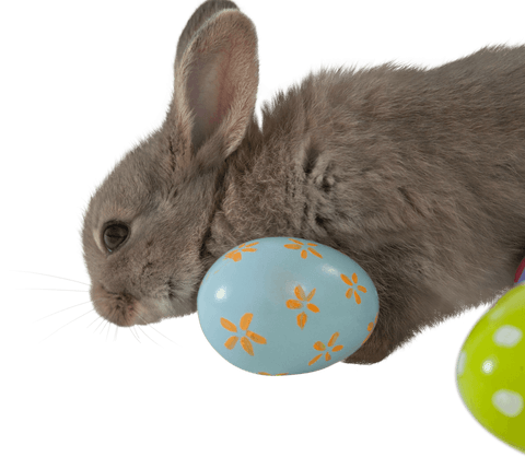 transparent rabbit holding floral easter egg decorative design - Download Free Stock Videos Pikwizard.com