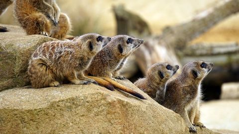 Meerkat family standing on sunlit sandstone rocks looking alert and scanning wide horizon