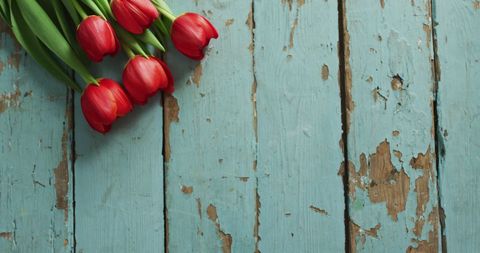 A bouquet of vibrant red tulips lies serenely on distressed wooden planks with a blue tint, creating a rustic and romantic ambience. Ideal for seasonal prints, Valentine’s Day cards, or embellishing a floral or gardening website with a mix of elegance and vintage appeal.