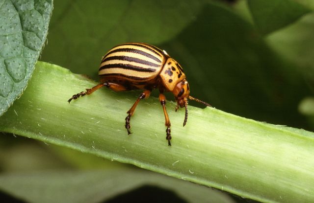 Animal bug close up colorado potato beetle - Download Free Stock Photos Pikwizard.com