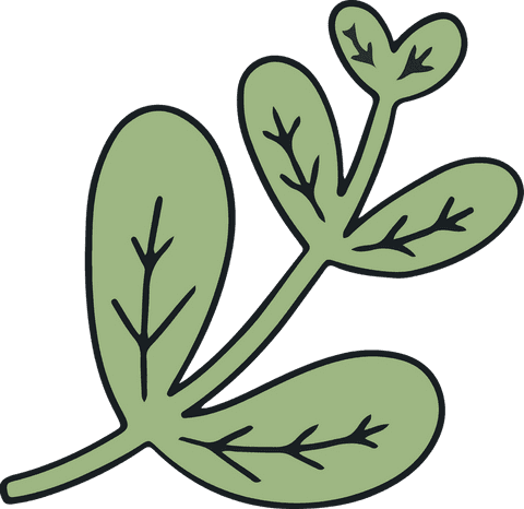 Green plant sprig vector with elongated leaves on transparent background
