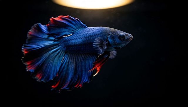 Vibrant blue betta fish swimming under spotlight with flowing red-tipped fins