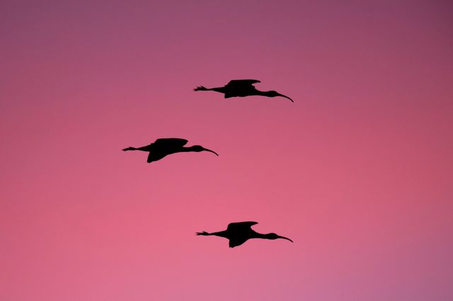 Silhouetted birds flying against a pink sunset sky convey a sense of tranquility and beauty in nature. Perfect for use in nature documentaries, travel articles, meditation apps, and environmental awareness campaigns.