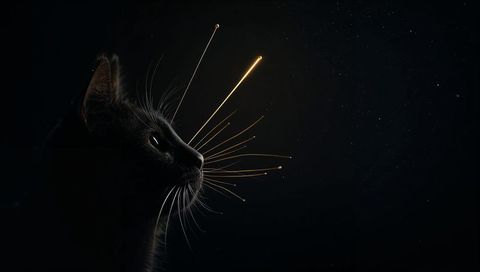 Black Cat Profile Gazing with Golden Whisker Trails and Starry Night Backdrop