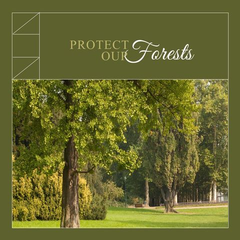 Scenic Wooded Landscape Promoting Forest Conservation Awareness - Download Free Stock Templates Pikwizard.com