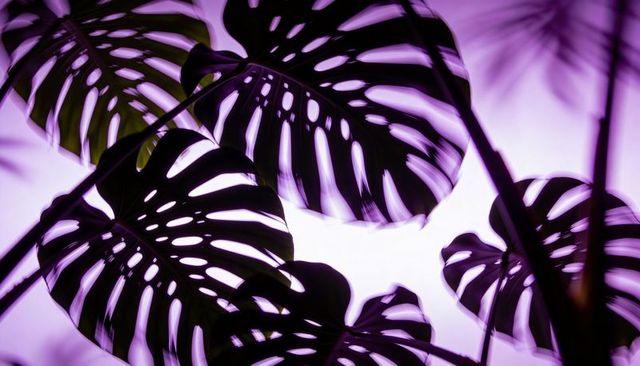 Monstera silhouettes in purple backlight creating moody layered tropical leaf pattern