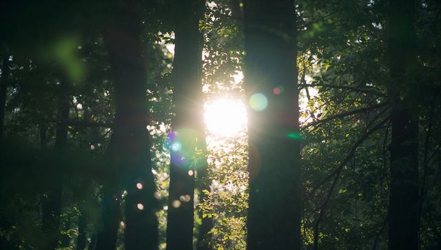 Sunlight Filtering Through Green Leaves in Serene Forest