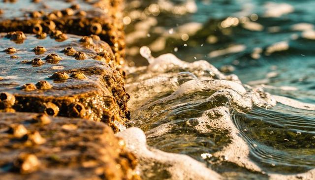 Barnacled concrete pier edge lapping foamy waves at sunset — closeup coastal texture