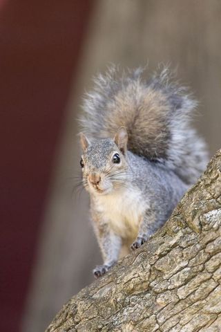 Gray squirrel perching on tree trunk with arched tail, closeup wildlife portrait