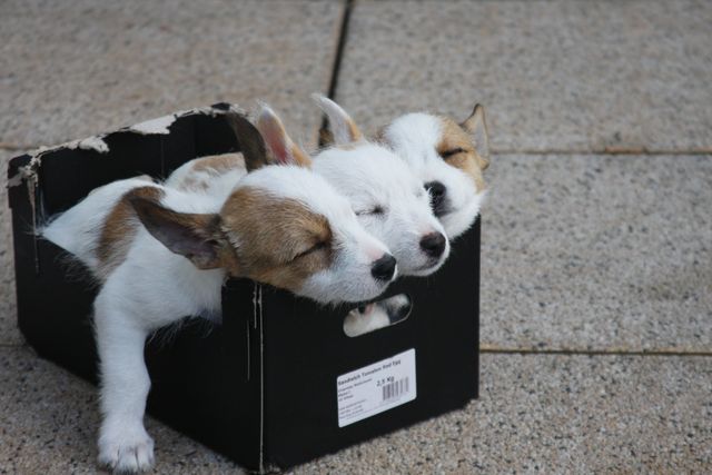Three small puppies are sleeping together in a small black box on a tiled surface. Their heads rest comfortably against each other as they snooze peacefully. This image can be used for themes related to pet adoption, animal care, and the unspoken bond between animals. Ideal for illustrating companionship, relaxation, and the cuteness of young animals in pet care blogs or advertisements.