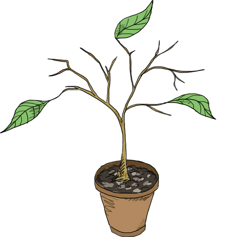 transparent drawing of potted plant with sparse green foliage - Download Free Stock Videos Pikwizard.com