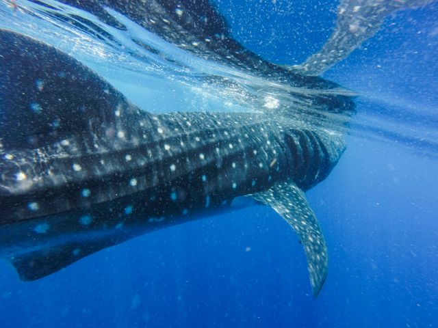 Swimming Whale Shark in Clear Blue Ocean - Download Free Stock Photos Pikwizard.com