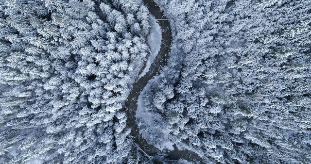 Aerial View of Snow-Covered Pine Forest with Serpentine Creek - Download Free Stock Images Pikwizard.com