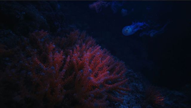 Vibrant red coral and drifting jellyfish in tranquil abyss