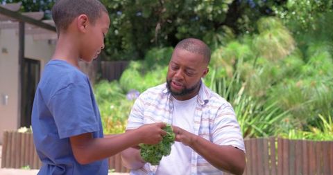 Father teaching son homegrown lettuce harvesting in sunny backyard garden