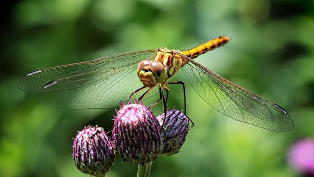 Dragonfly on Purple Flower - Download Free Stock Photos Pikwizard.com