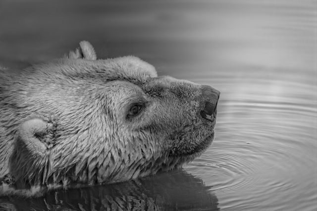 Black and white close-up of polar bear soaking in water, with serene and peaceful expression. Ideal for wildlife conservation themes, nature photography projects, educational posters about Arctic animals and habitat, environmental awareness campaigns.