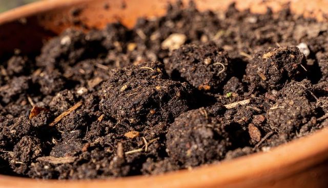 Macro view showing rich potting soil clumps in terracotta pot with fibrous roots and granules